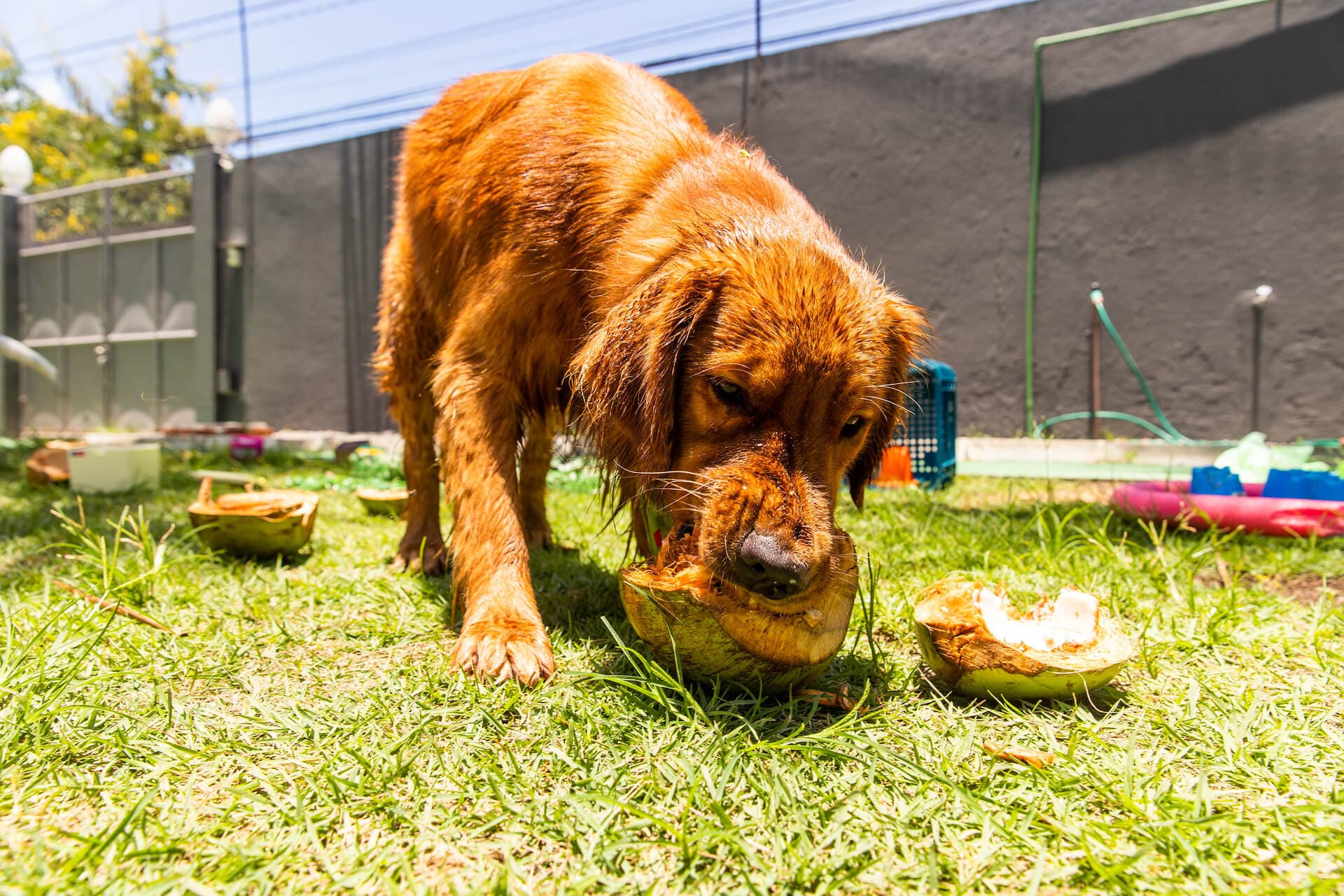 Bart, Golden Retriever