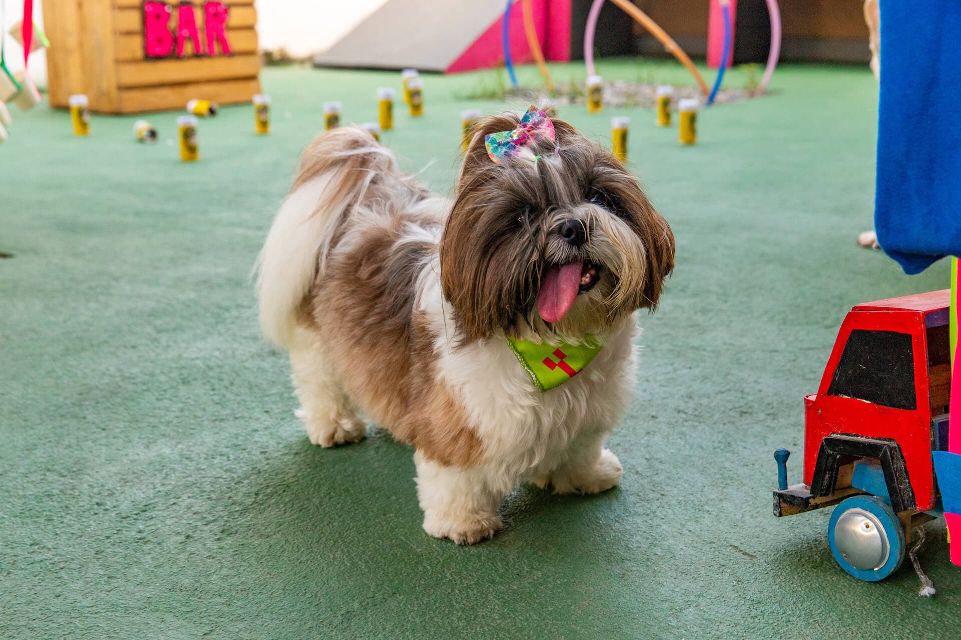 Nina, Shih Tzu